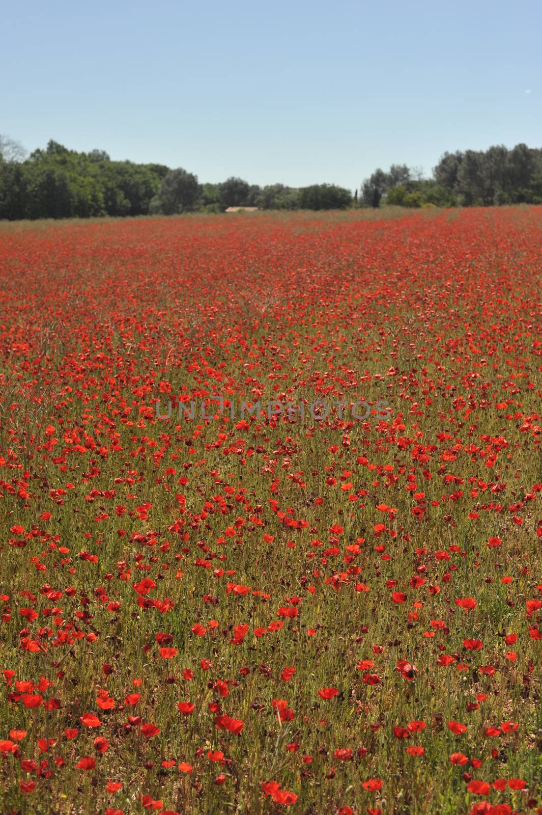 Poppy Field In Spring