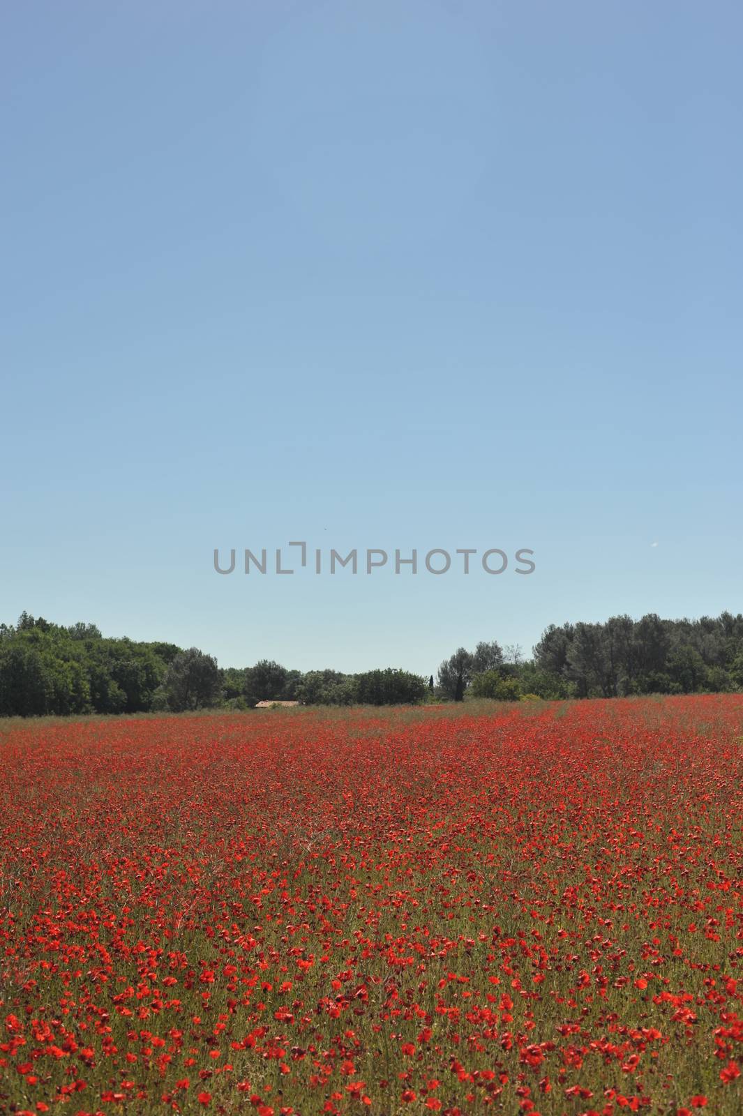 Poppy Field In Spring