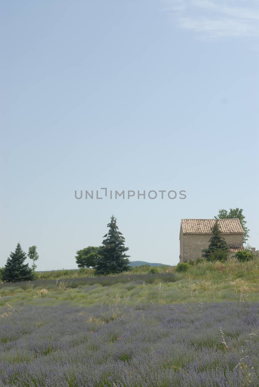 Lavender field in Provence, France