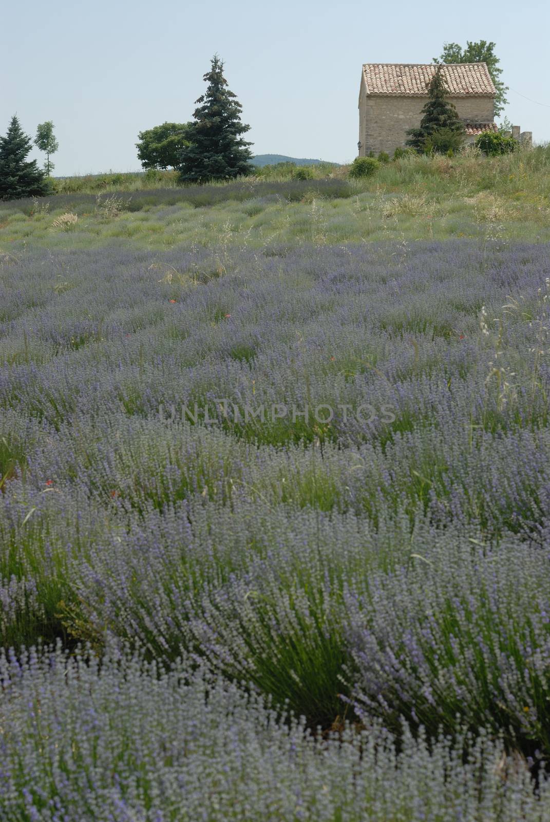 Lavender field in Provence, France