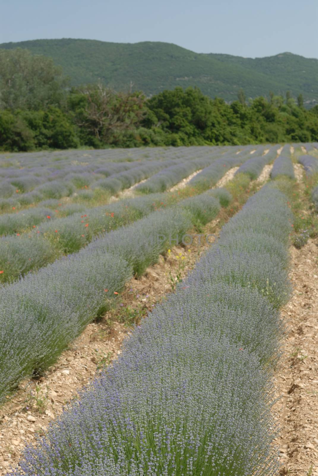 Lavender field in Provence, France