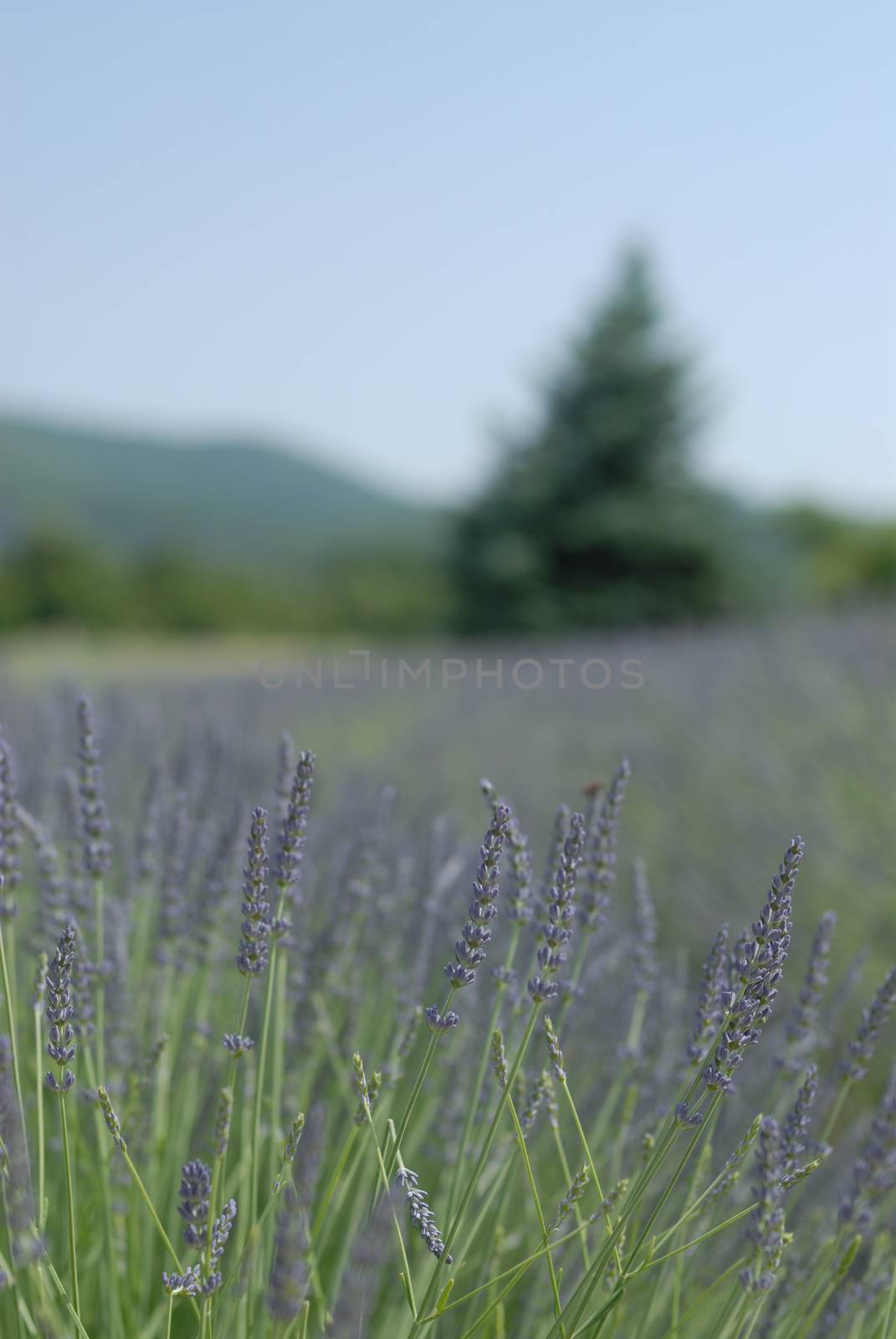 Lavender field in Provence, France