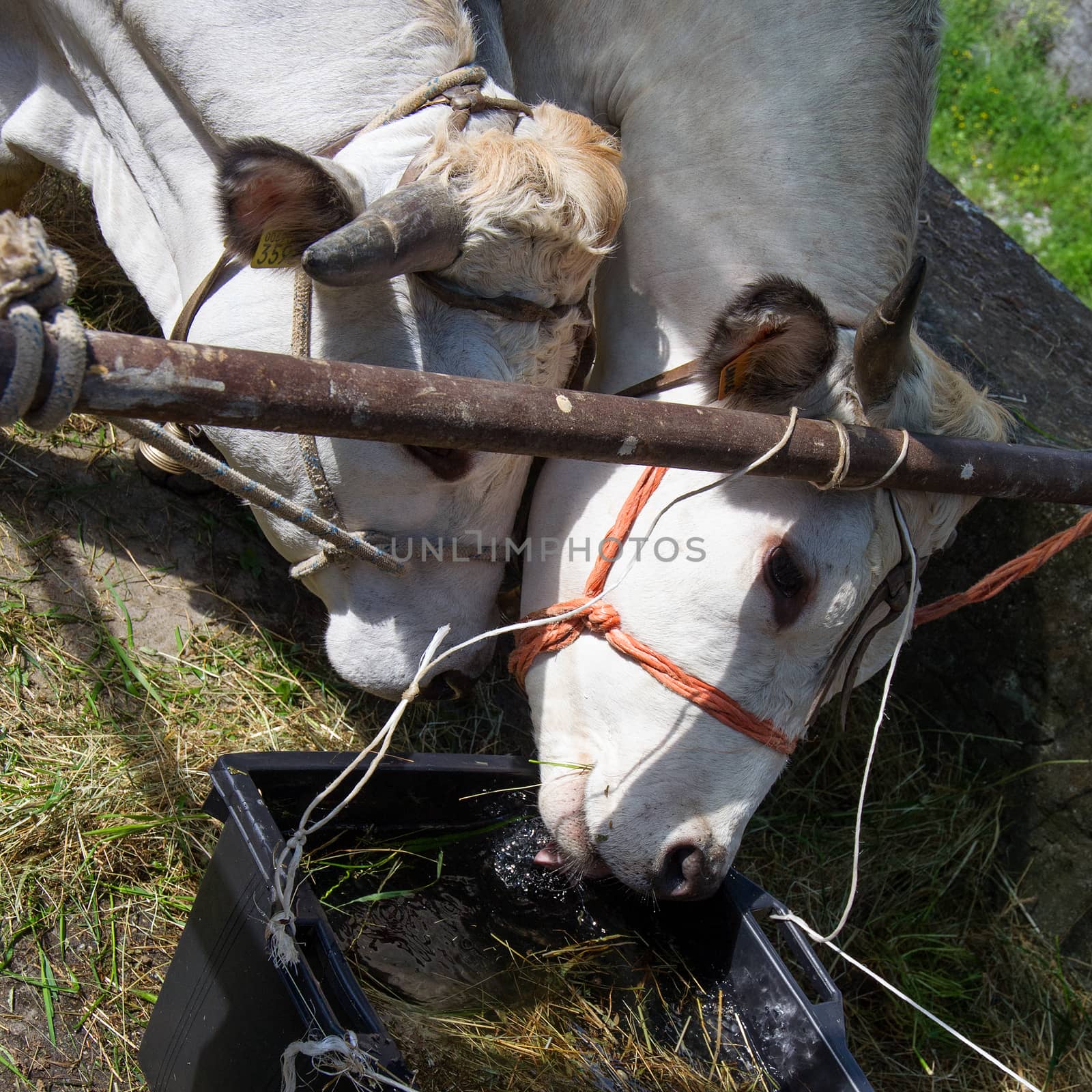 thirsty cows during a sale of cattle