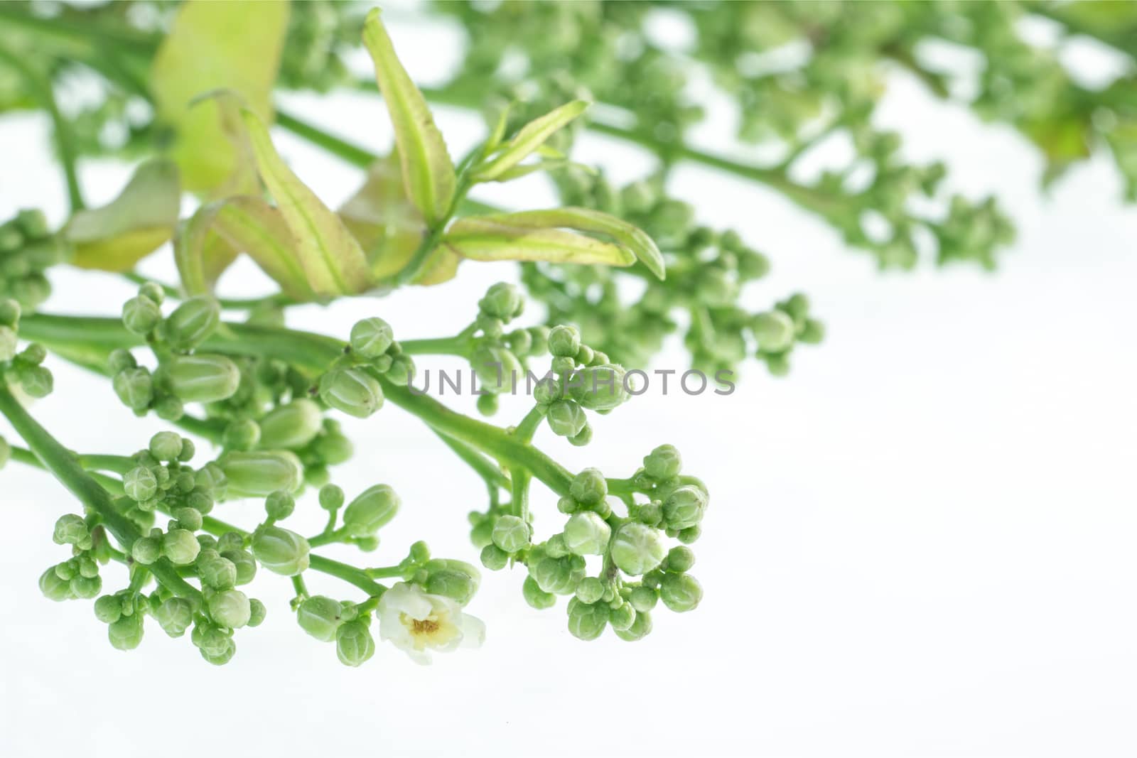 closeup neem flower on white .