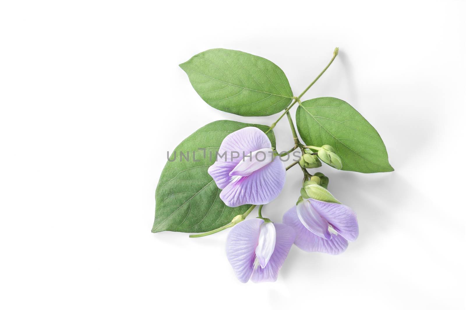 purple bean flower with leaf on white background.