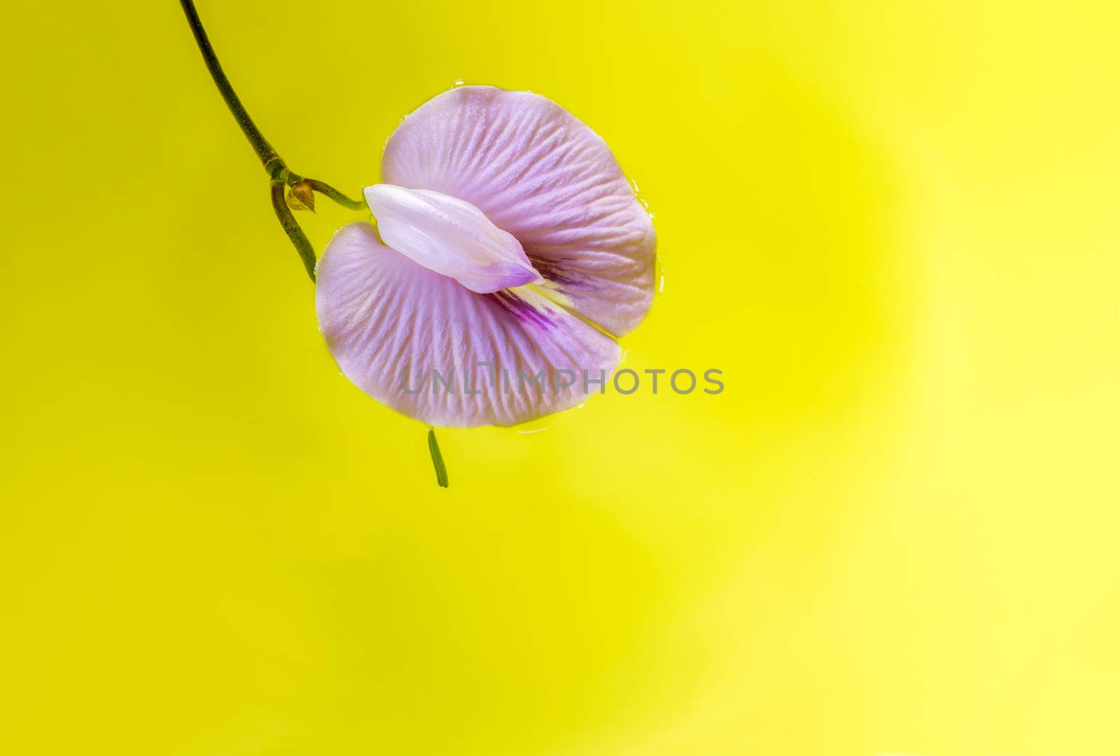 purple bean flower floating on vivid yellow  background.