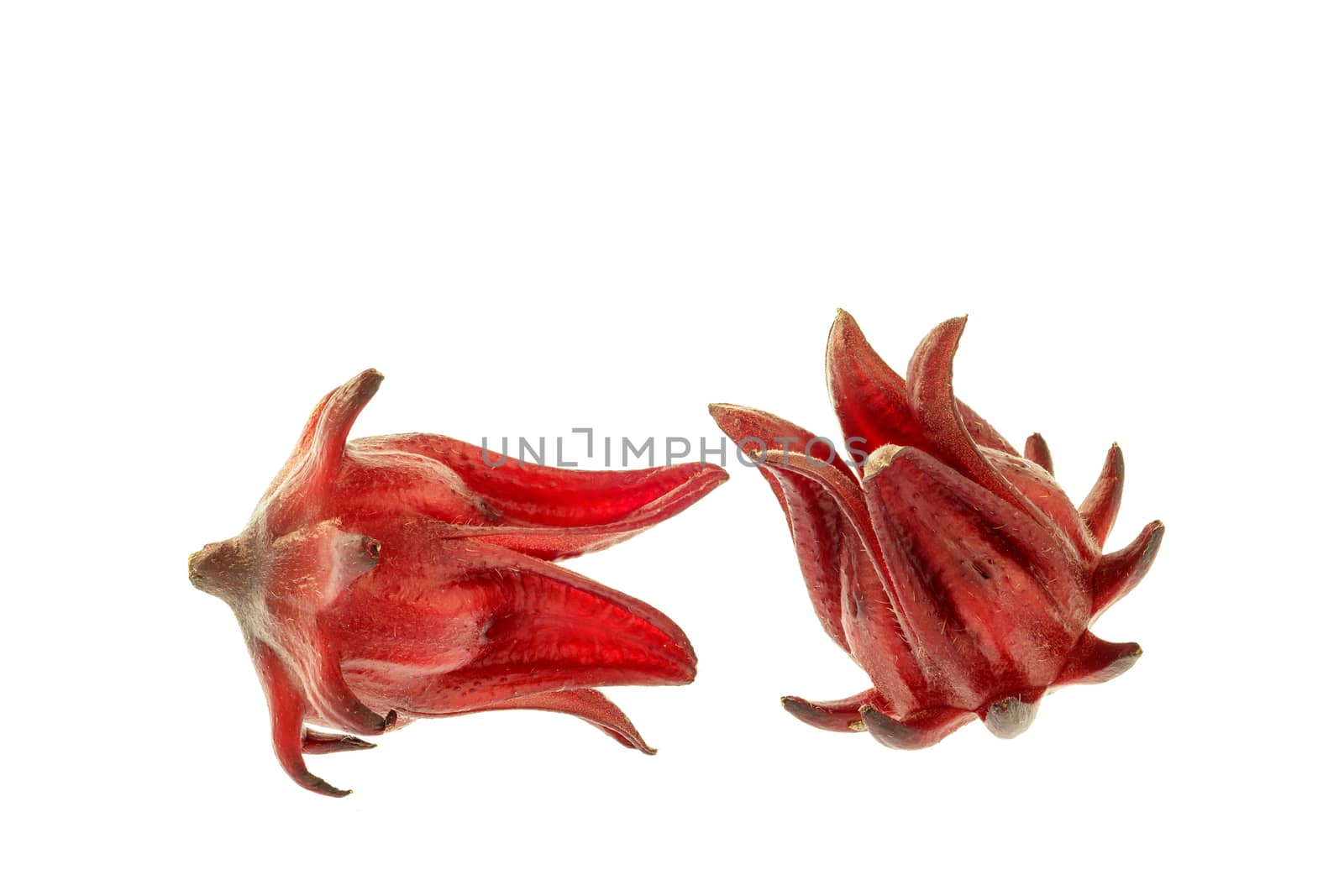 Roselle isolated on the white background