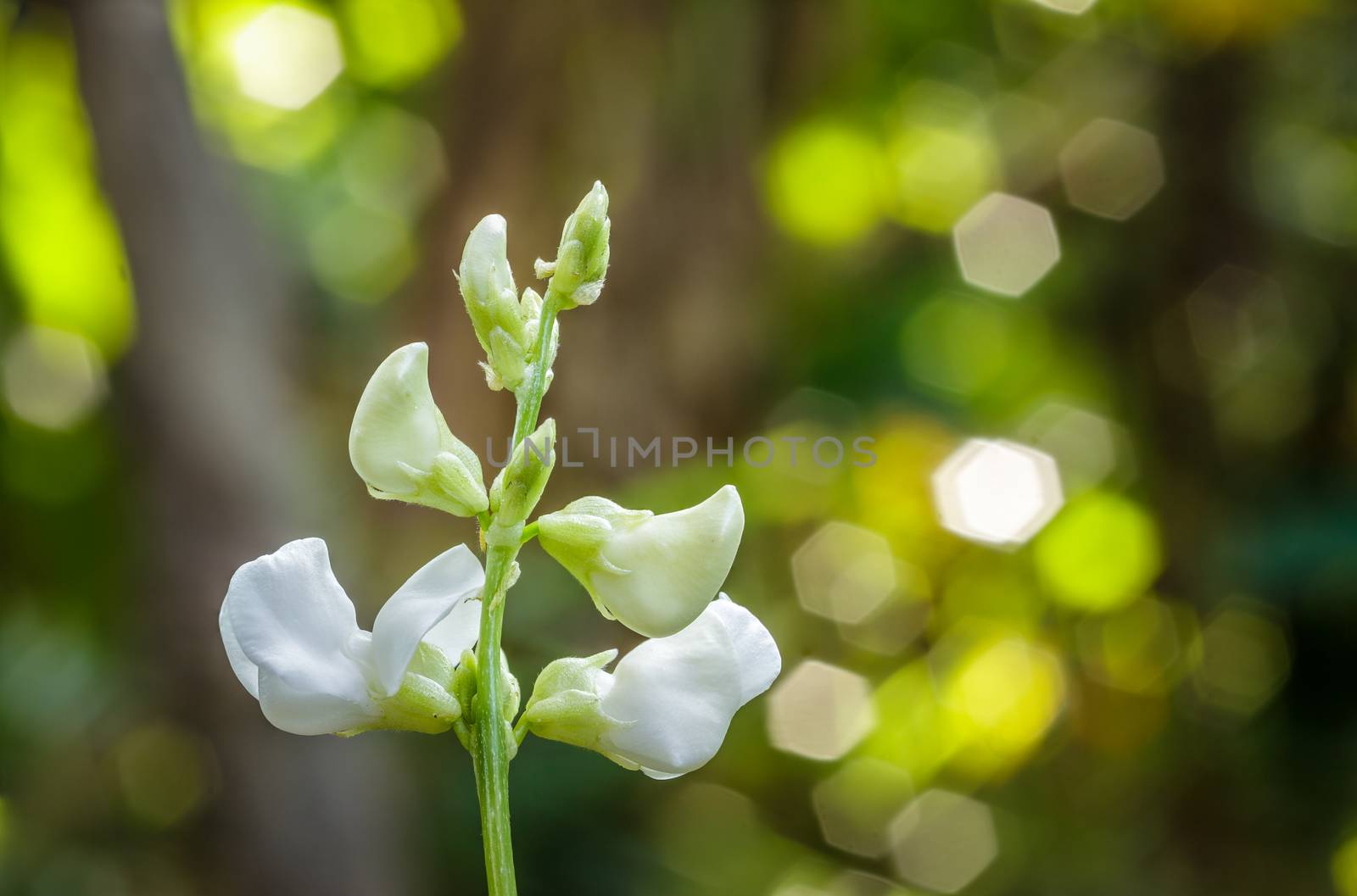 White bean flower  in garden.