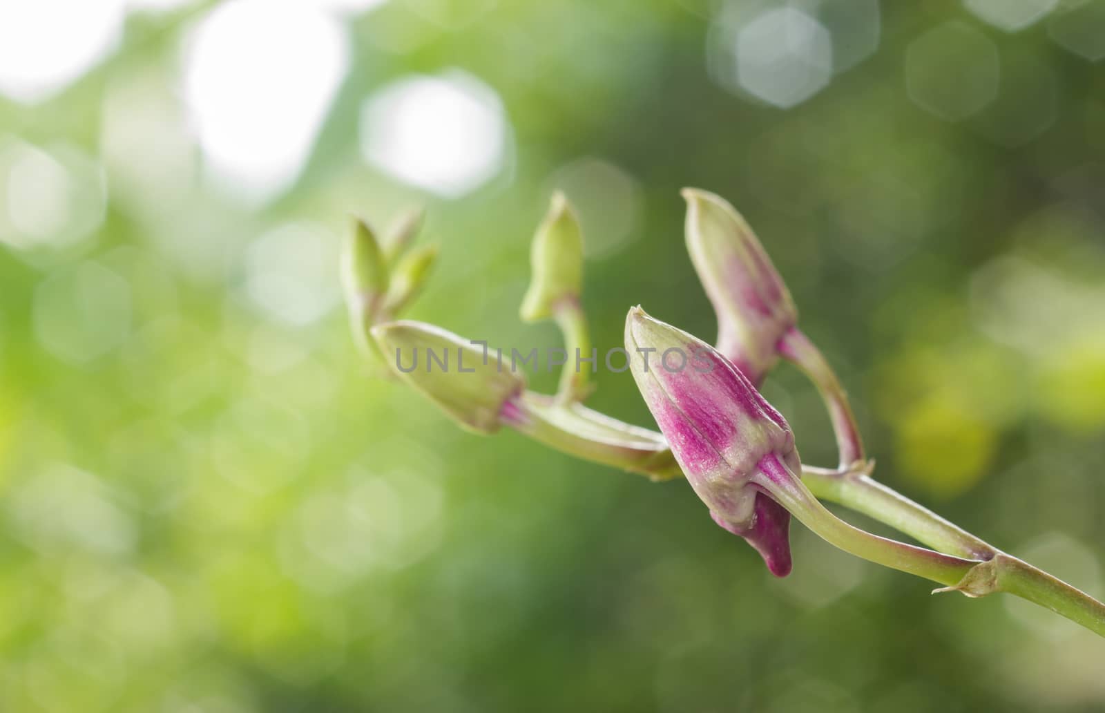 Purple orchid in green garden,select focus.
