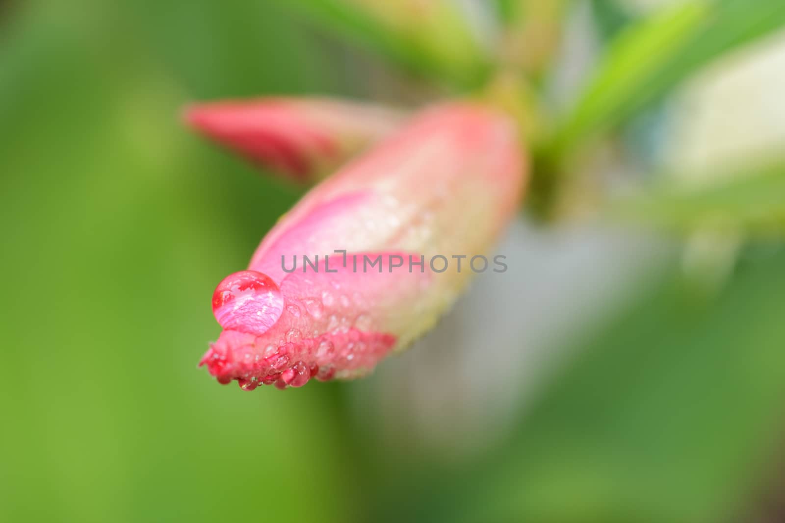 Young  Impala Lily or Desert Rose with drops in garden  select focus.
