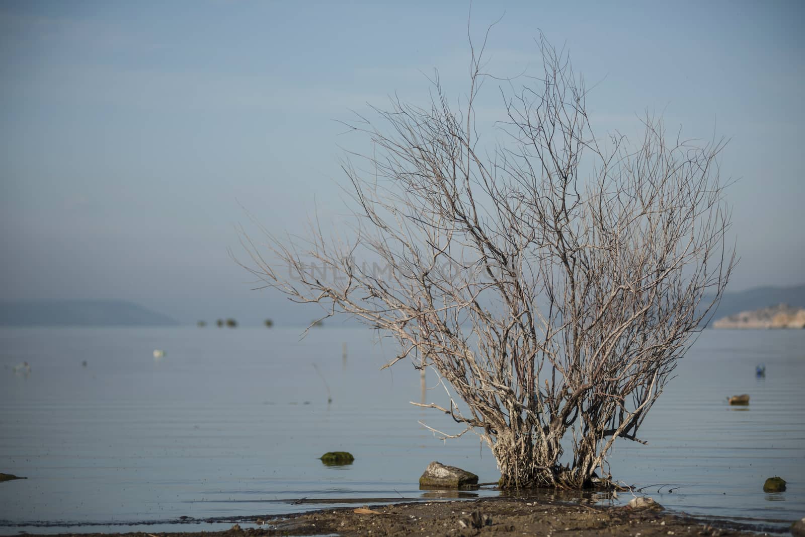 Bafa lake,Heraclea by emirkoo