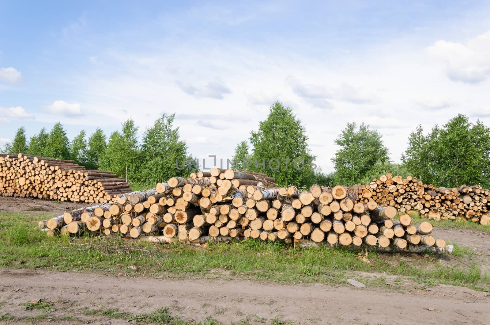Wood fell industry. Stack birch and pine tree logs by sauletas