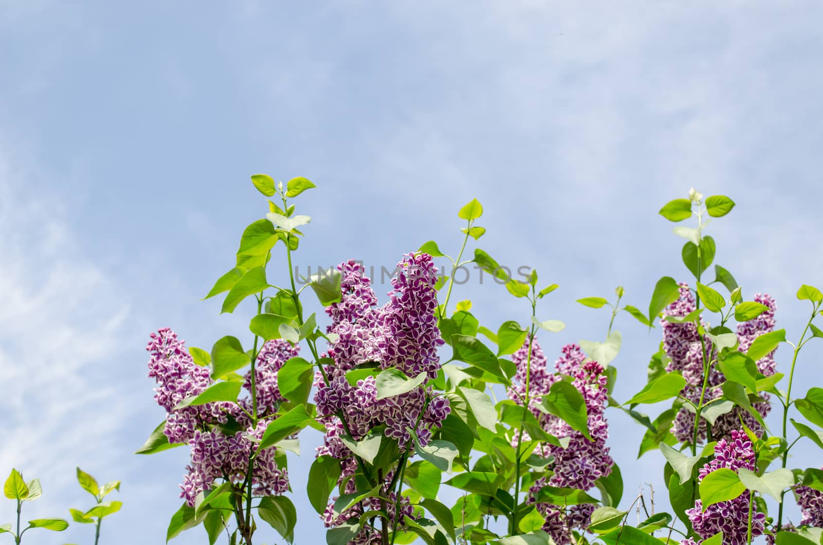 beautiful violet lilac branch blue sky background by sauletas