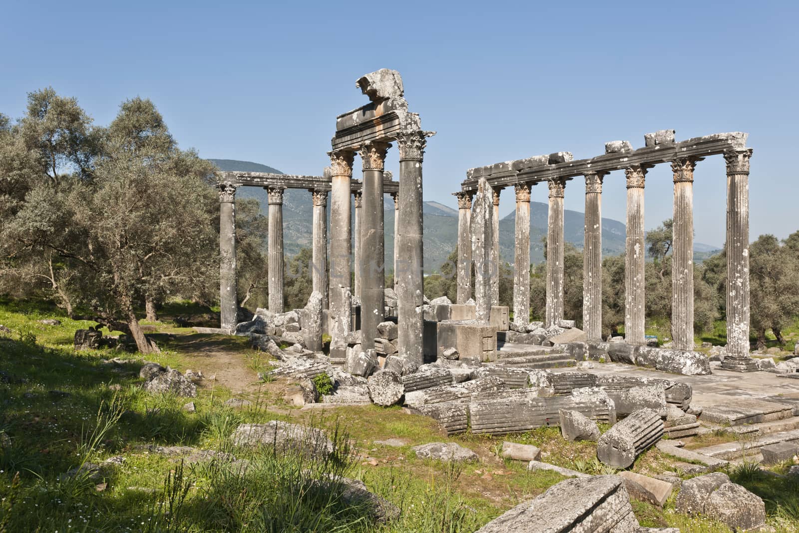 The Temple of Zeus at Euromos is to me the perfect ruined Greek temple.  Set in a forest of olive trees just east of the D525 highway between Selcuk (Ephesus) and Bodrum (25 km/16 miles SE of Lake Bafa, 13 km/8 miles NW of Milas), just south of the village of Selimiye (map), the Corinthian temple almost looks like a Hollywood set, except it's for real.  A shrine may have existed here from the 6th century BCE.  Believed to date from the time of Emperor Hadrian (117-138 CE), the Temple of Zeus Lepsynus and its precinct were excavated by Turkish archeologists starting in 1969. Look carefully and you'll see that some of the columns are unfluted, meaning perhaps that the temple was never finished.  Located about a mile south of the village of Selimiye, the temple area has no services, although there may be a villager selling cold drinks.  Stop for a half-hour's look if you're driving south from ?zmir or Ephesus headed for Milas, Bodrum or Marmaris.  This is actually a much larger archeological site than just the temple. The hillside to the east is littered with ruins, and if you spend an hour hiking around you can find a theater, an agora and massive defensive walls.