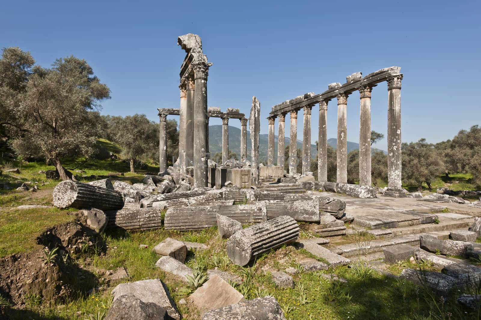 The Temple of Zeus at Euromos is to me the perfect ruined Greek temple.  Set in a forest of olive trees just east of the D525 highway between Selcuk (Ephesus) and Bodrum (25 km/16 miles SE of Lake Bafa, 13 km/8 miles NW of Milas), just south of the village of Selimiye (map), the Corinthian temple almost looks like a Hollywood set, except it's for real.  A shrine may have existed here from the 6th century BCE.  Believed to date from the time of Emperor Hadrian (117-138 CE), the Temple of Zeus Lepsynus and its precinct were excavated by Turkish archeologists starting in 1969. Look carefully and you'll see that some of the columns are unfluted, meaning perhaps that the temple was never finished.  Located about a mile south of the village of Selimiye, the temple area has no services, although there may be a villager selling cold drinks.  Stop for a half-hour's look if you're driving south from ?zmir or Ephesus headed for Milas, Bodrum or Marmaris.  This is actually a much larger archeological site than just the temple. The hillside to the east is littered with ruins, and if you spend an hour hiking around you can find a theater, an agora and massive defensive walls.