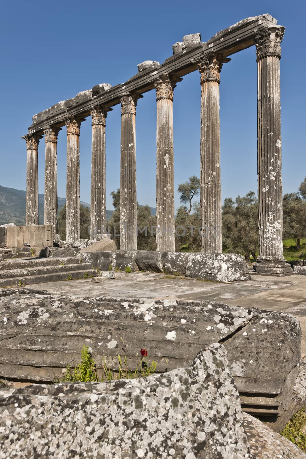 The Temple of Zeus at Euromos is to me the perfect ruined Greek temple.  Set in a forest of olive trees just east of the D525 highway between Selcuk (Ephesus) and Bodrum (25 km/16 miles SE of Lake Bafa, 13 km/8 miles NW of Milas), just south of the village of Selimiye (map), the Corinthian temple almost looks like a Hollywood set, except it's for real.  A shrine may have existed here from the 6th century BCE.  Believed to date from the time of Emperor Hadrian (117-138 CE), the Temple of Zeus Lepsynus and its precinct were excavated by Turkish archeologists starting in 1969. Look carefully and you'll see that some of the columns are unfluted, meaning perhaps that the temple was never finished.  Located about a mile south of the village of Selimiye, the temple area has no services, although there may be a villager selling cold drinks.  Stop for a half-hour's look if you're driving south from ?zmir or Ephesus headed for Milas, Bodrum or Marmaris.  This is actually a much larger archeological site than just the temple. The hillside to the east is littered with ruins, and if you spend an hour hiking around you can find a theater, an agora and massive defensive walls.