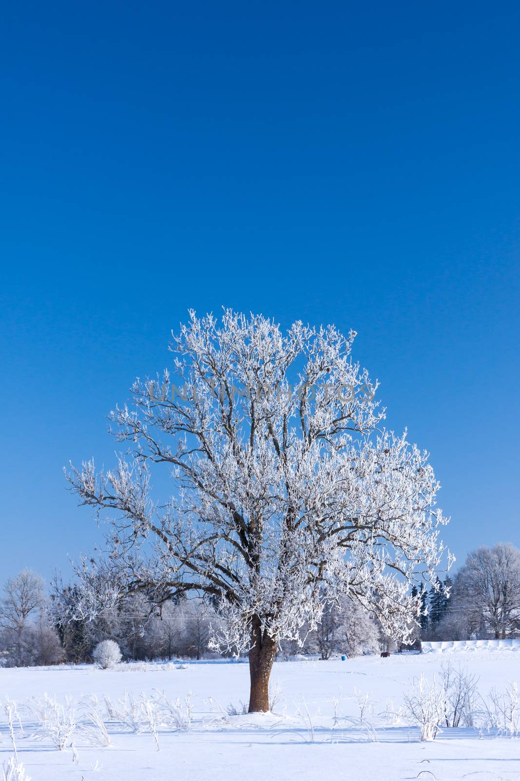 Tree, covered with rime frost against a blue sky