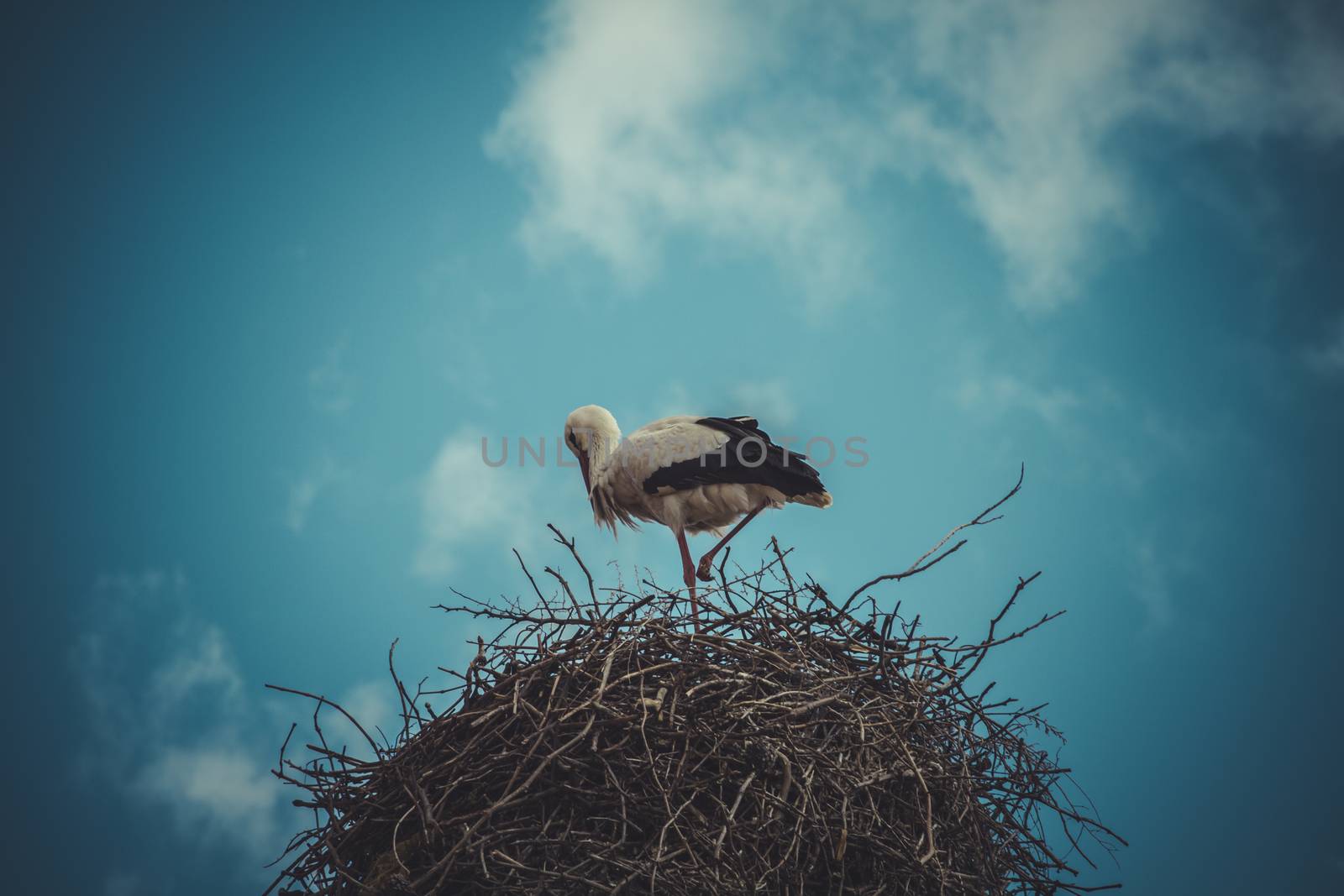 Migratory, Stork nest made ������of tree branches over blue sky by FernandoCortes