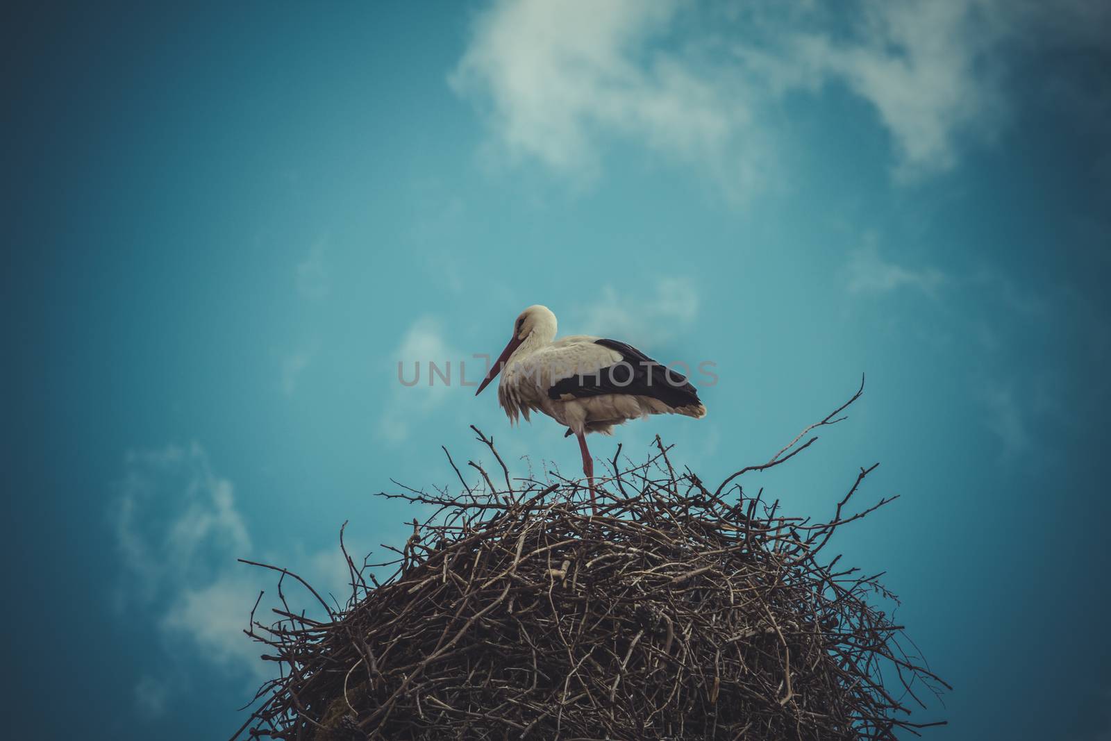 Season, Stork nest made ������of tree branches over blue sky in by FernandoCortes