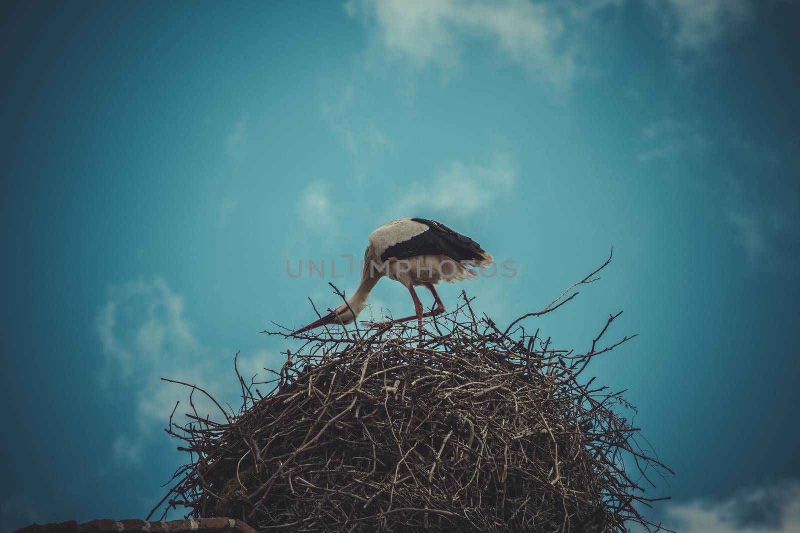 Procreation, Stork nest made ������of tree branches over blue sky in dramatic