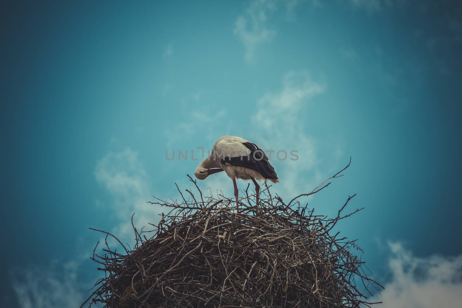 Wild, Stork nest made ������of tree branches over blue sky in dramatic