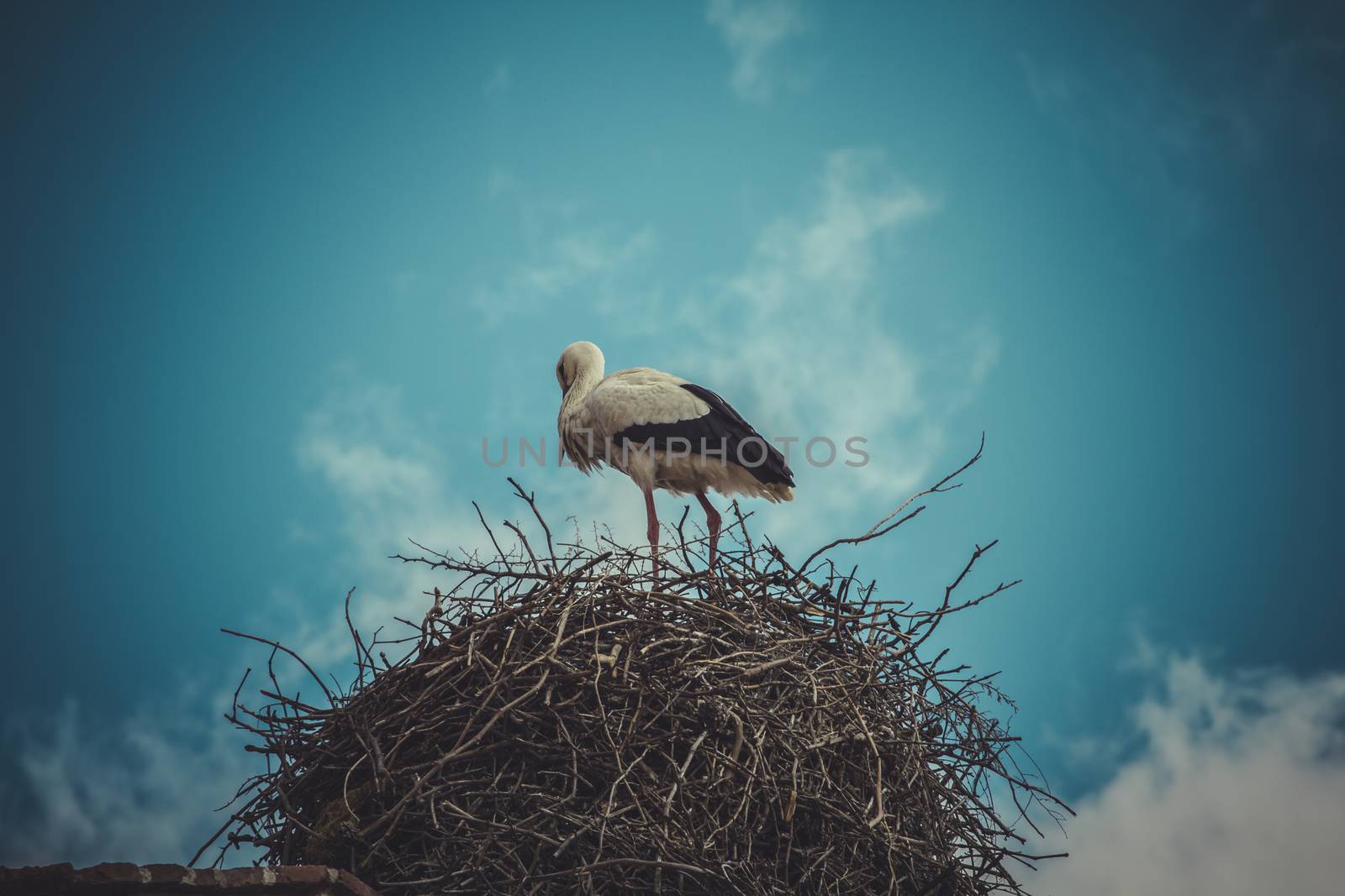 Summer, Stork nest made ������of tree branches over blue sky in dramatic