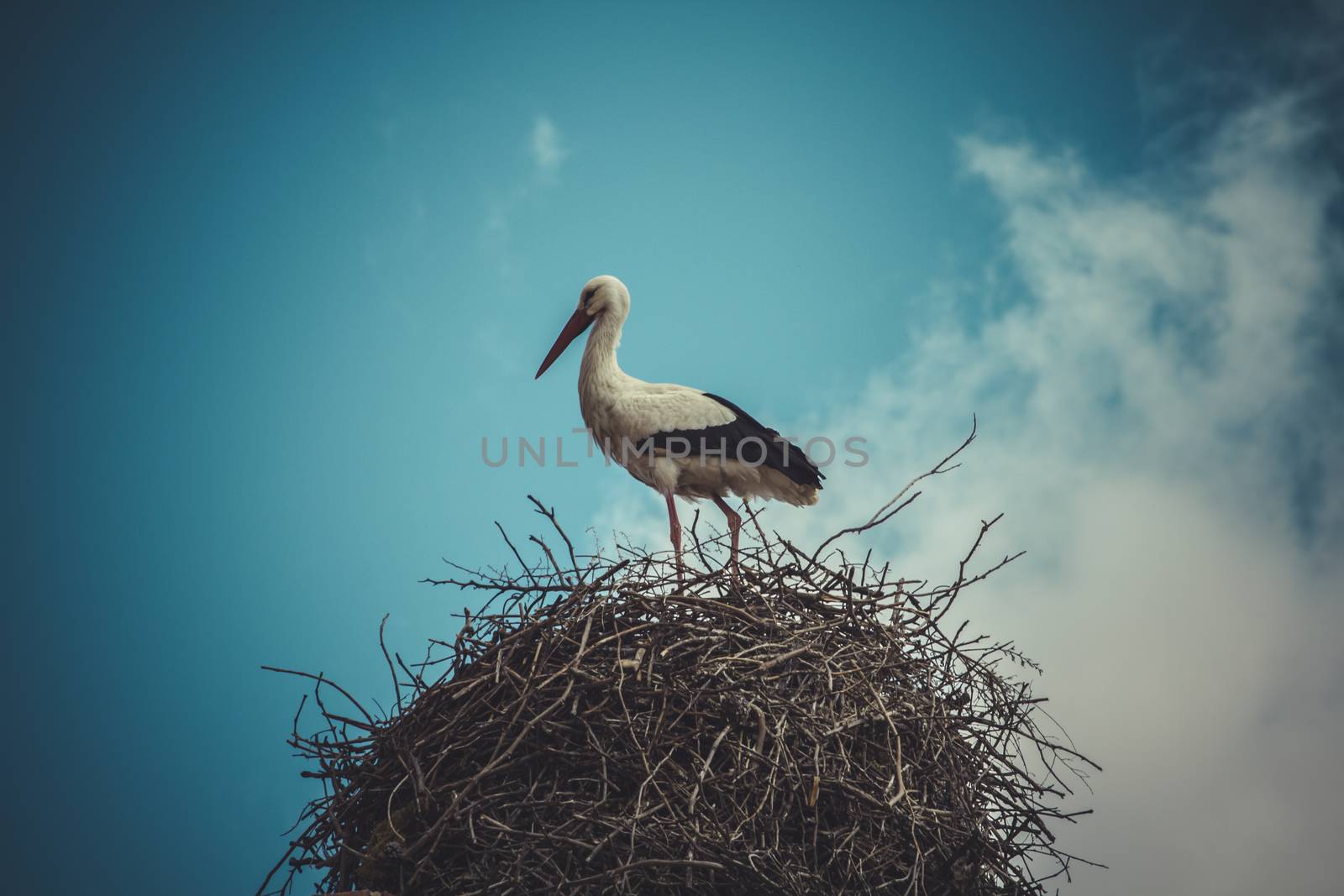 Bird, Stork nest made ������of tree branches over blue sky in dramatic