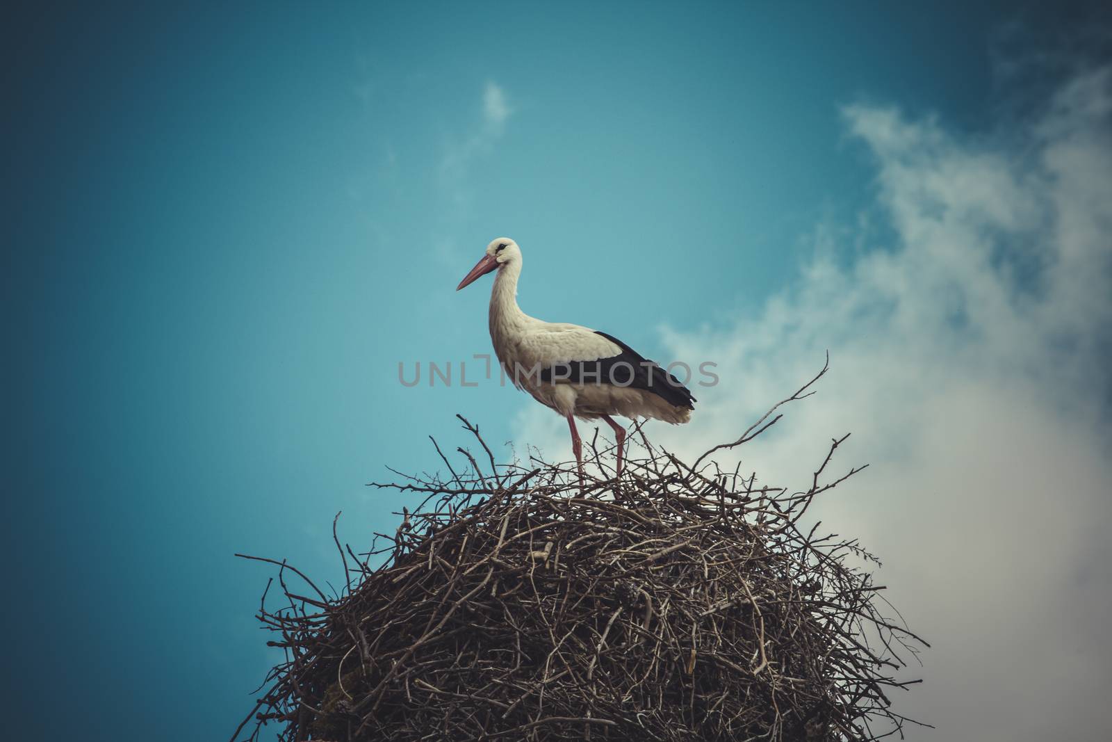 village, Stork nest made ������of tree branches over blue sky in dramatic