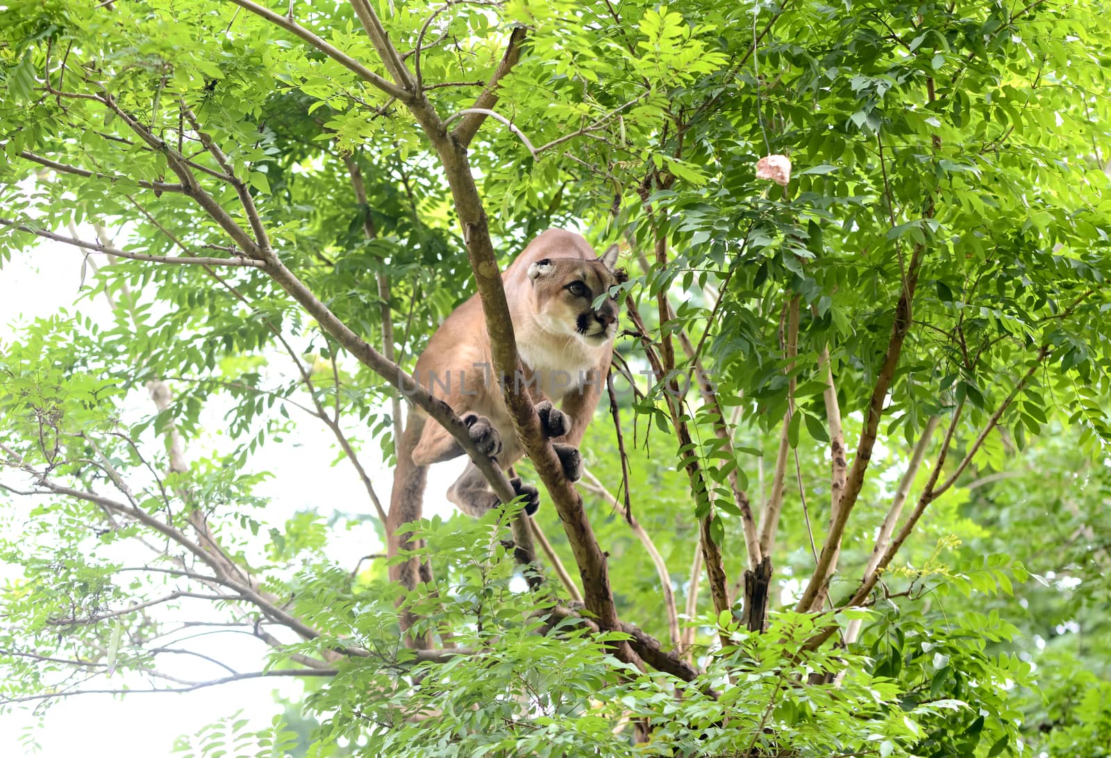 puma climbing on tree, animal enrichment in zoo