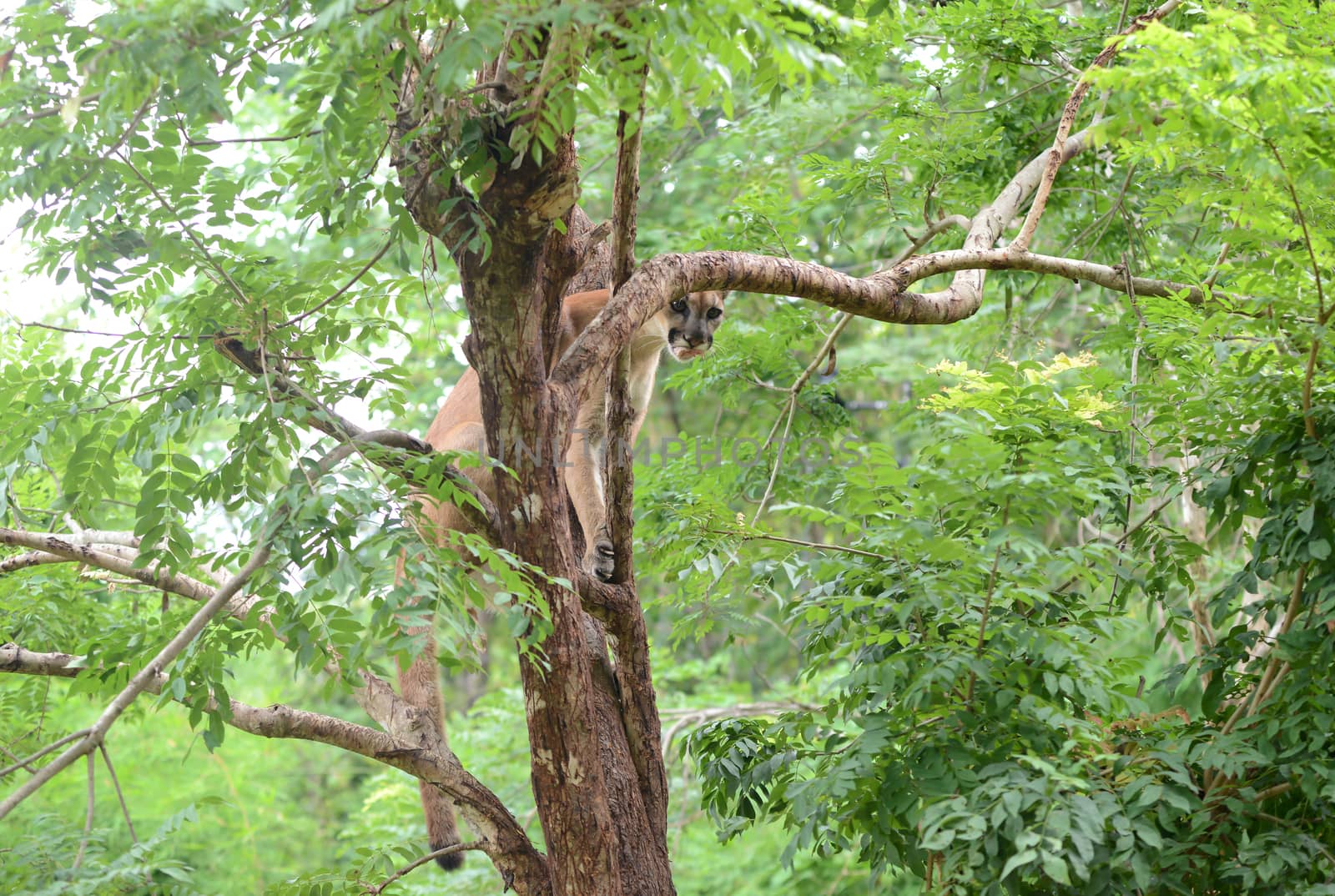 puma climbing on tree and eating meat