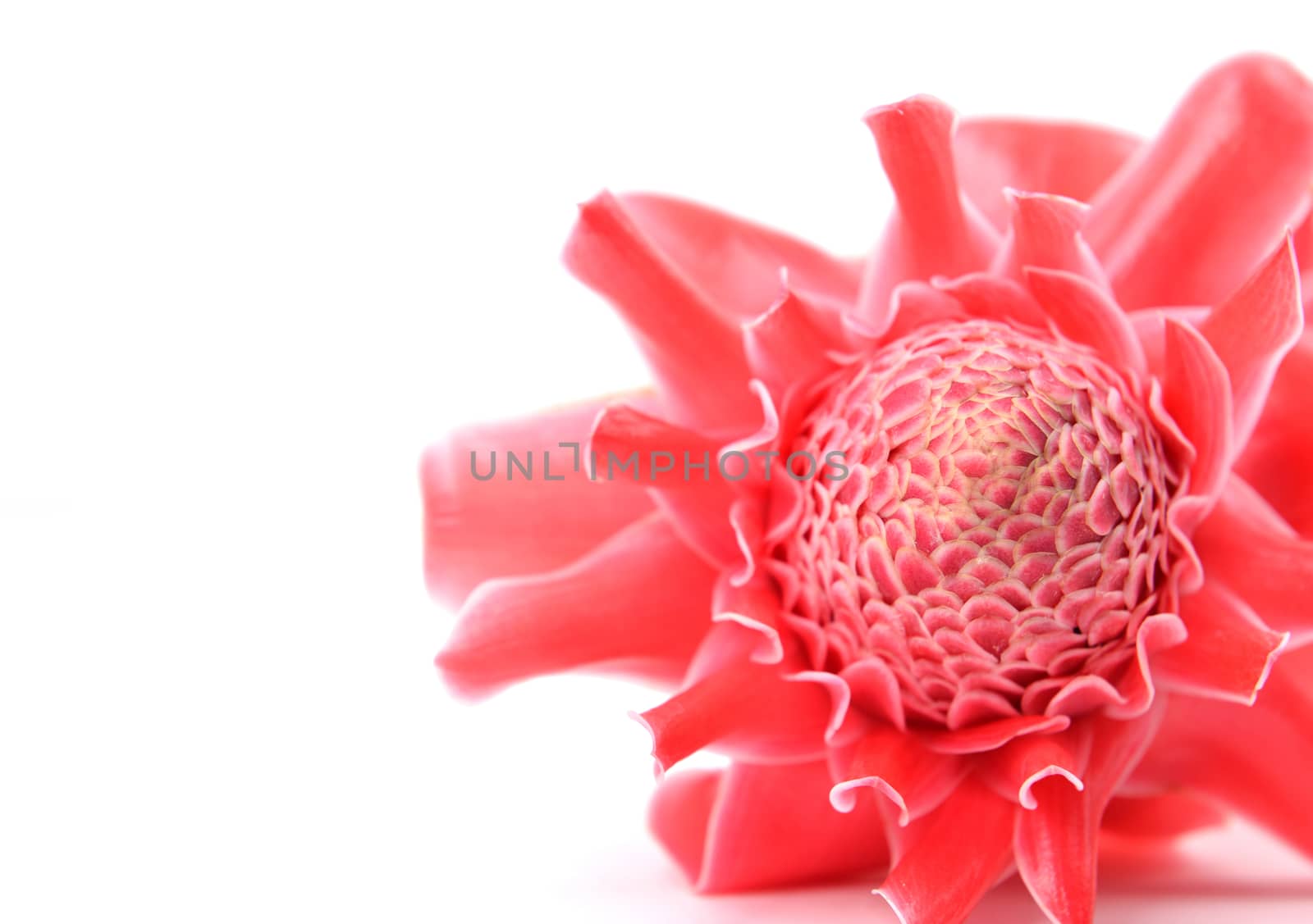 etlingera  elatior flower isolated on white background