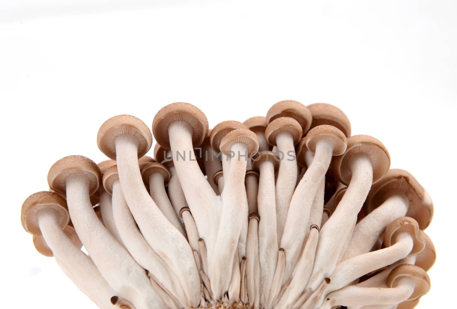 shimeji mushroom isolated on white background