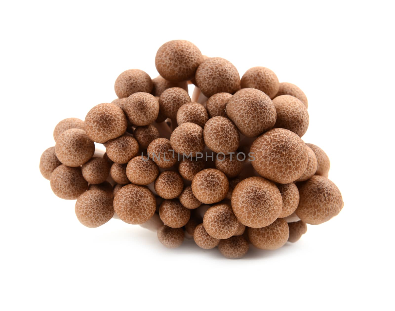 shimeji mushroom isolated on white background