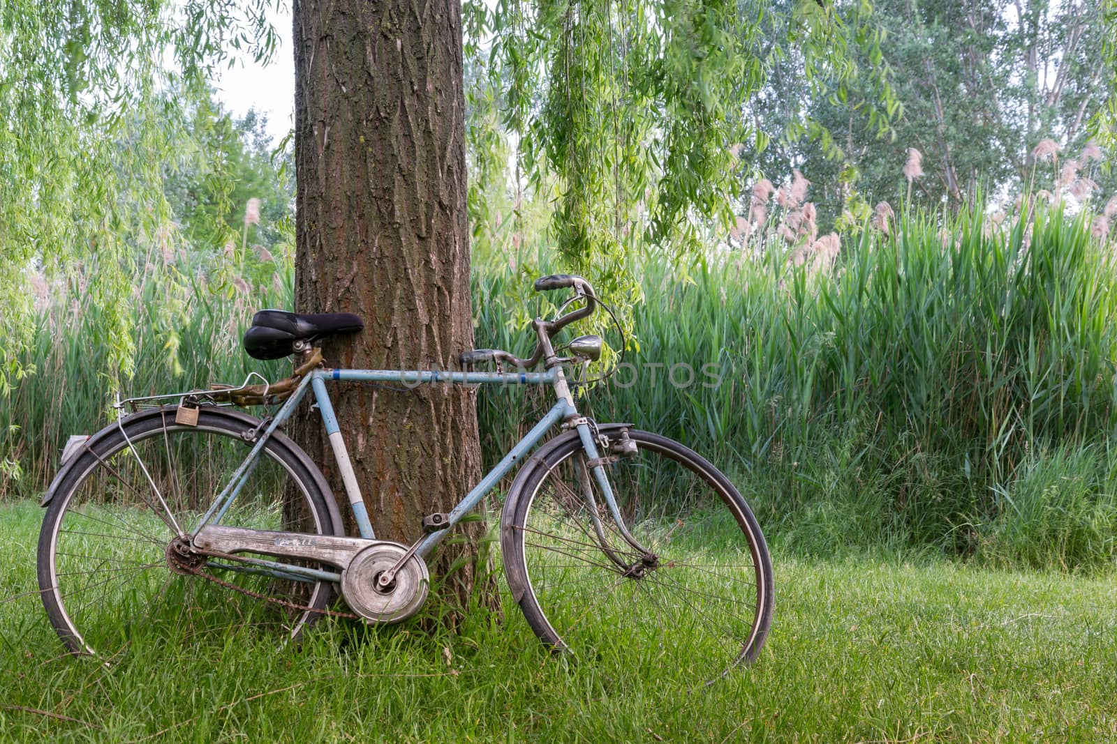 Bicycle under a tree in an italian garden by enrico.lapponi