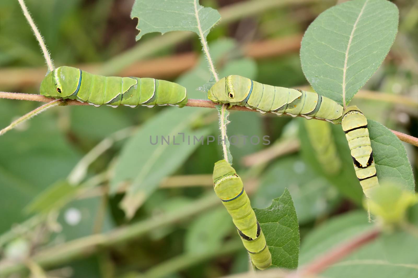 Four green swallowtail caterpilars (Papilio dehaanii) eating leaves