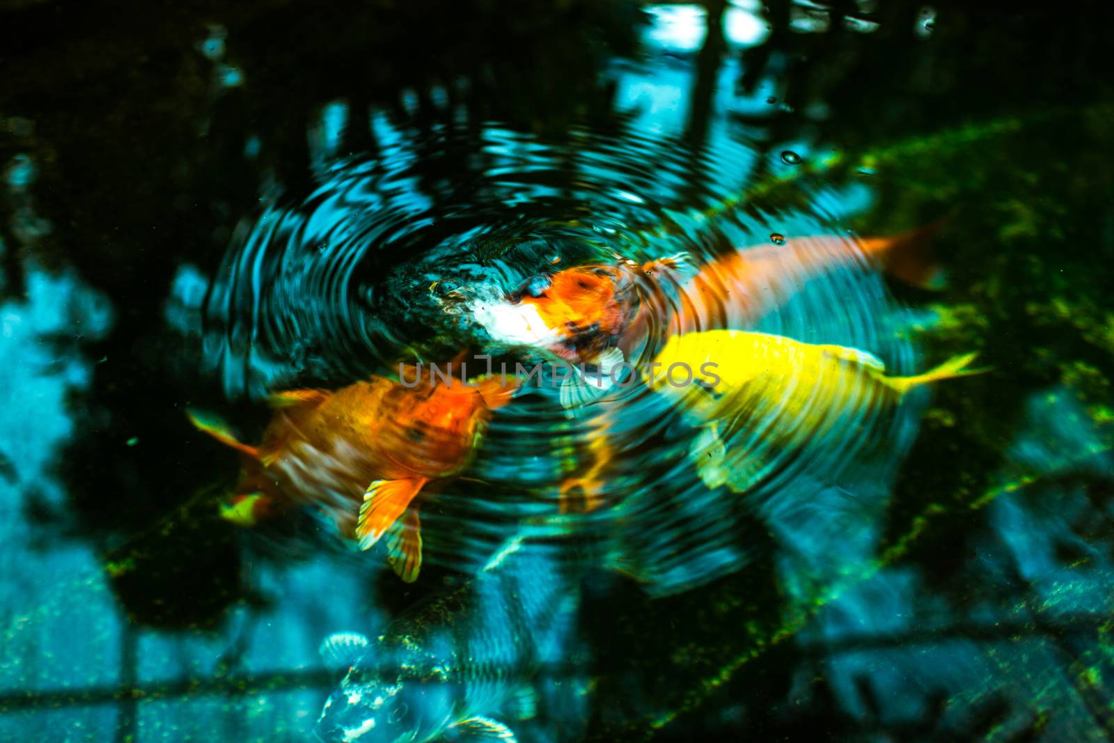 The circle from the group of carp fishes.
