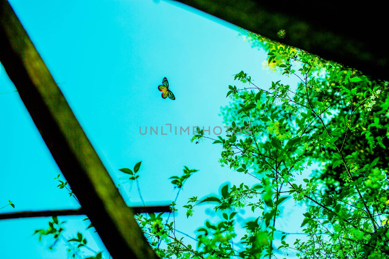 The colorful butterfly under the blue sky.