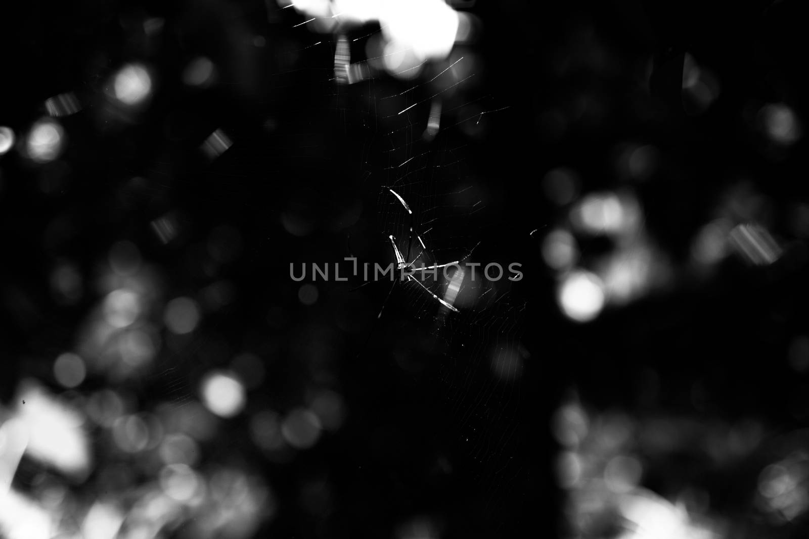 Hide and seek with the light and web.