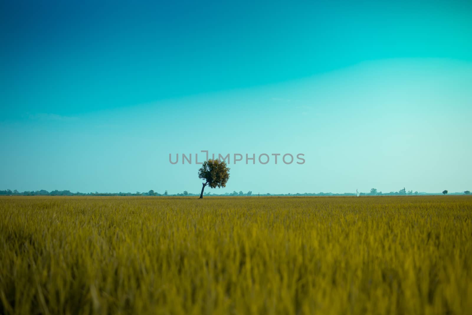 Lonely tree under the resolutely moment.