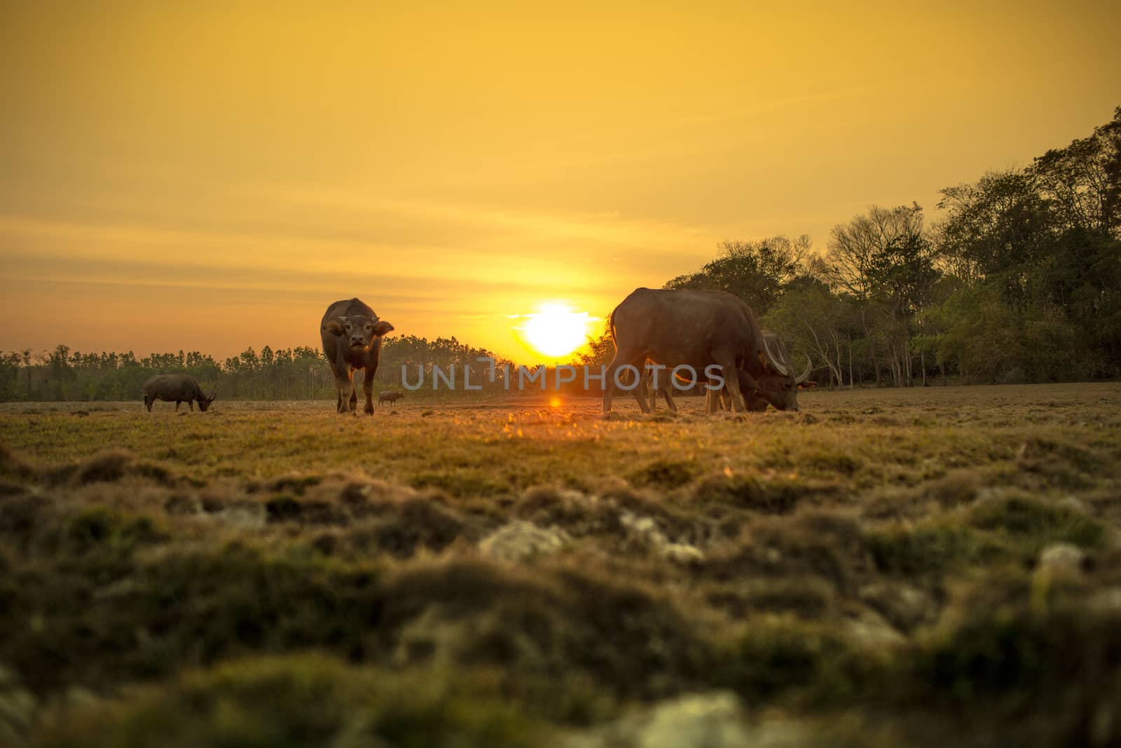 The group of buffaloes under the sunset.