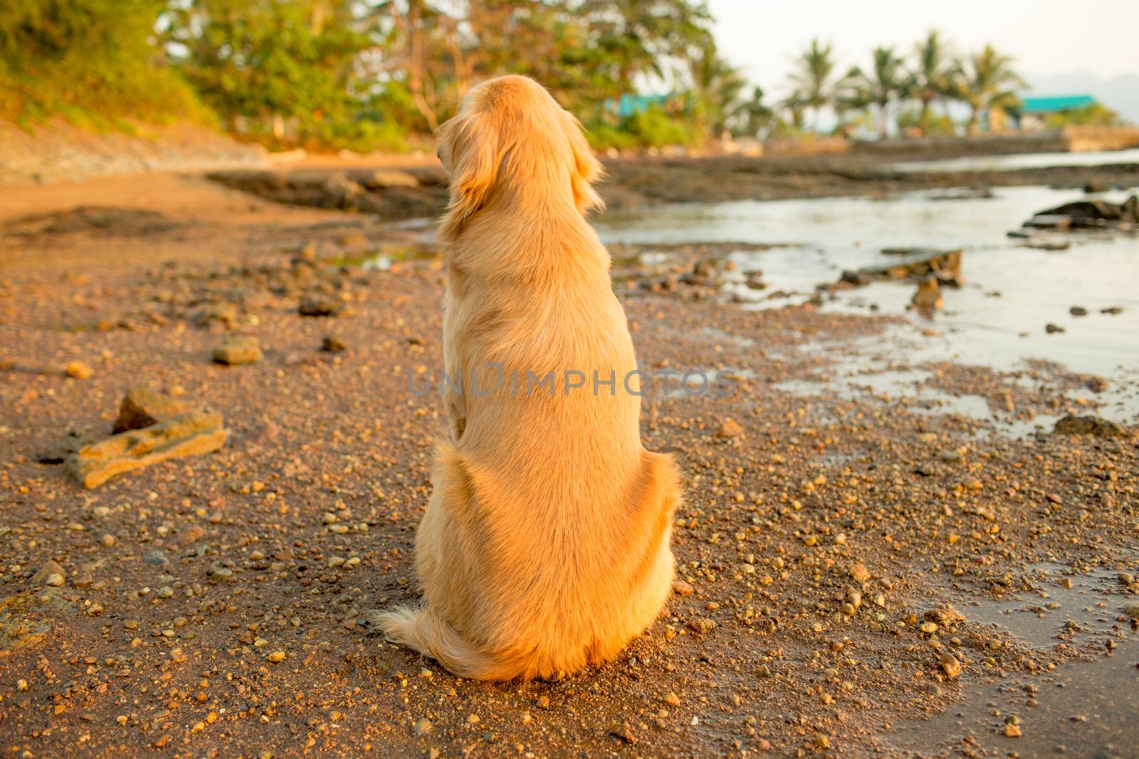 The happiness dog with sunset.