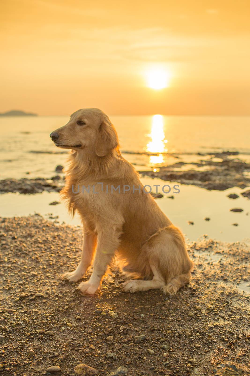 The happiness dog with sunset.