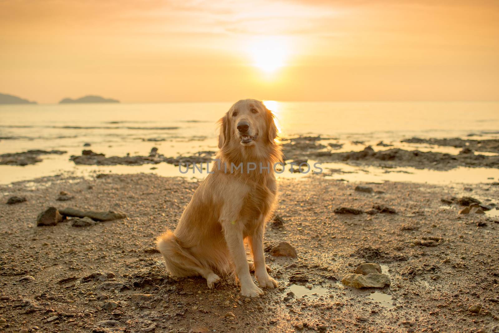 The happiness dog with sunset.