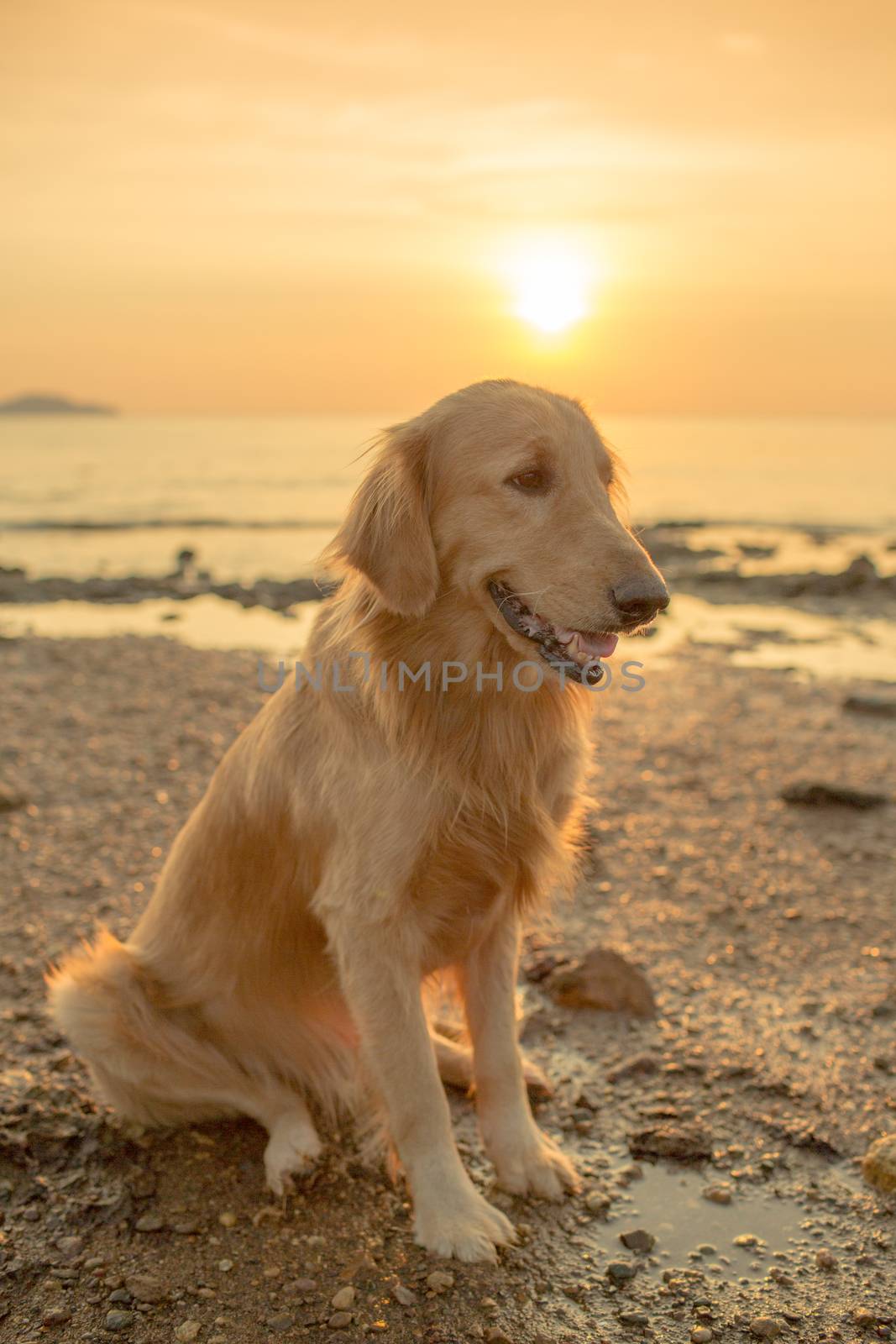 The happiness dog with sunset.