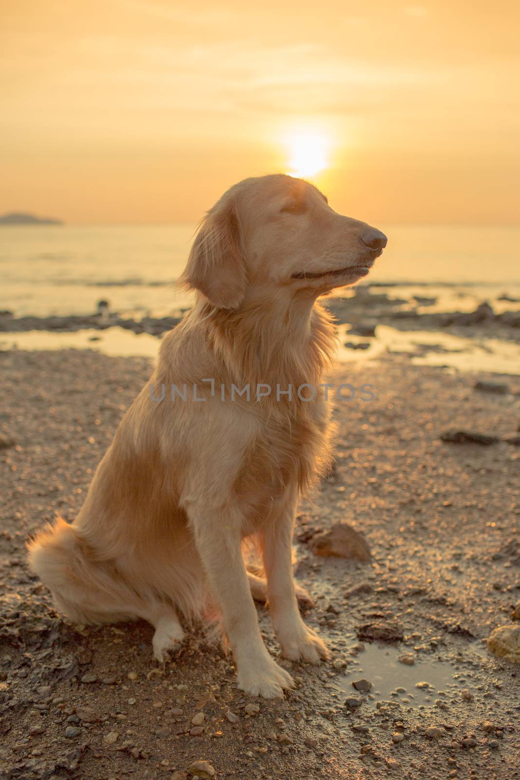 The happiness dog with sunset.