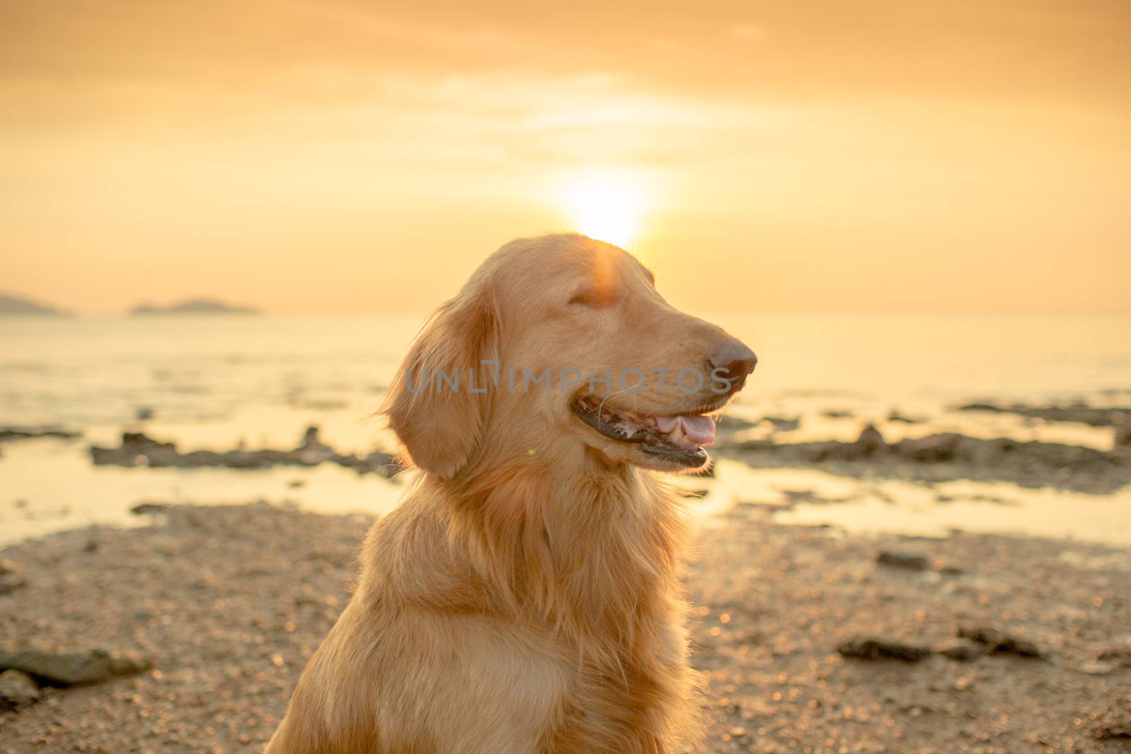 The happiness dog with sunset.