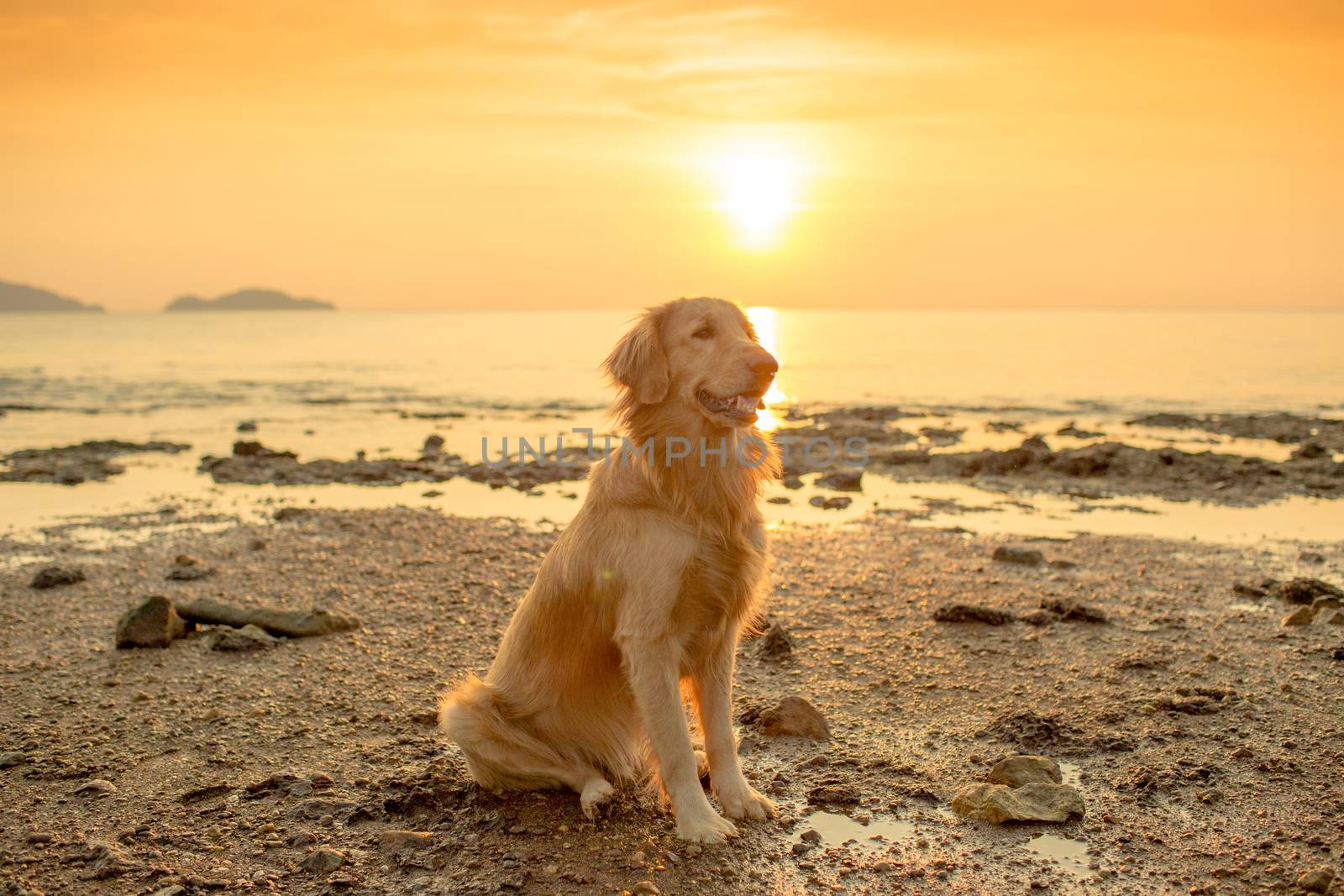 The happiness dog with sunset.