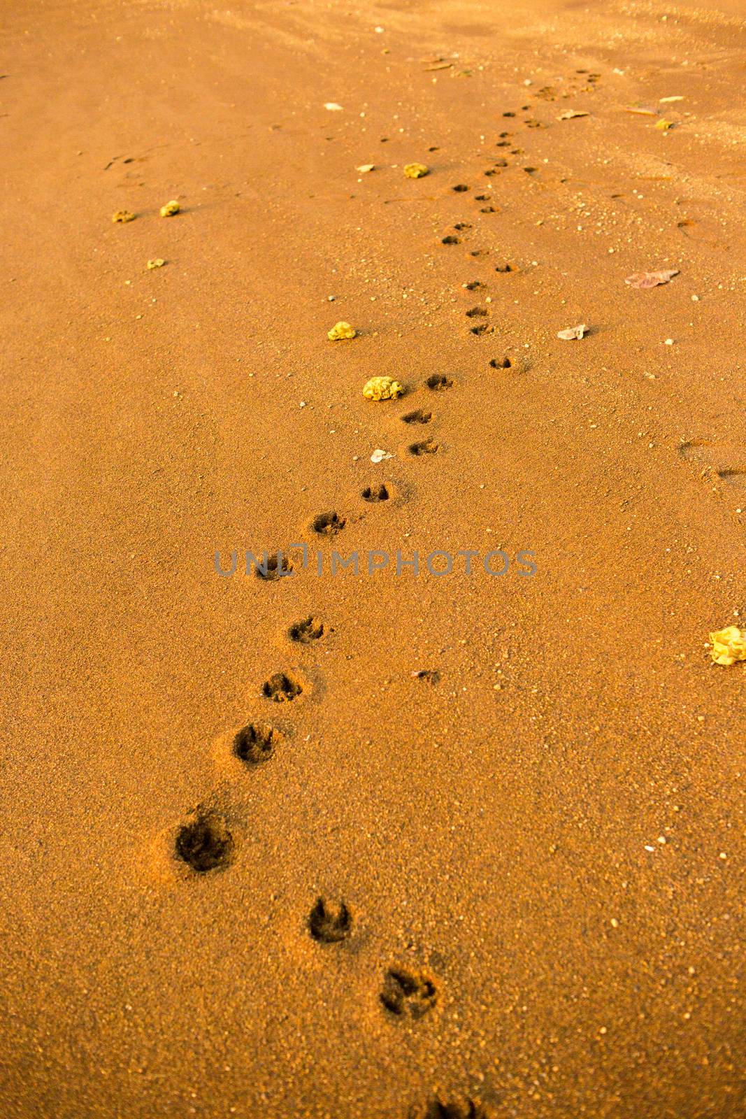 This is golden retriever footprint.