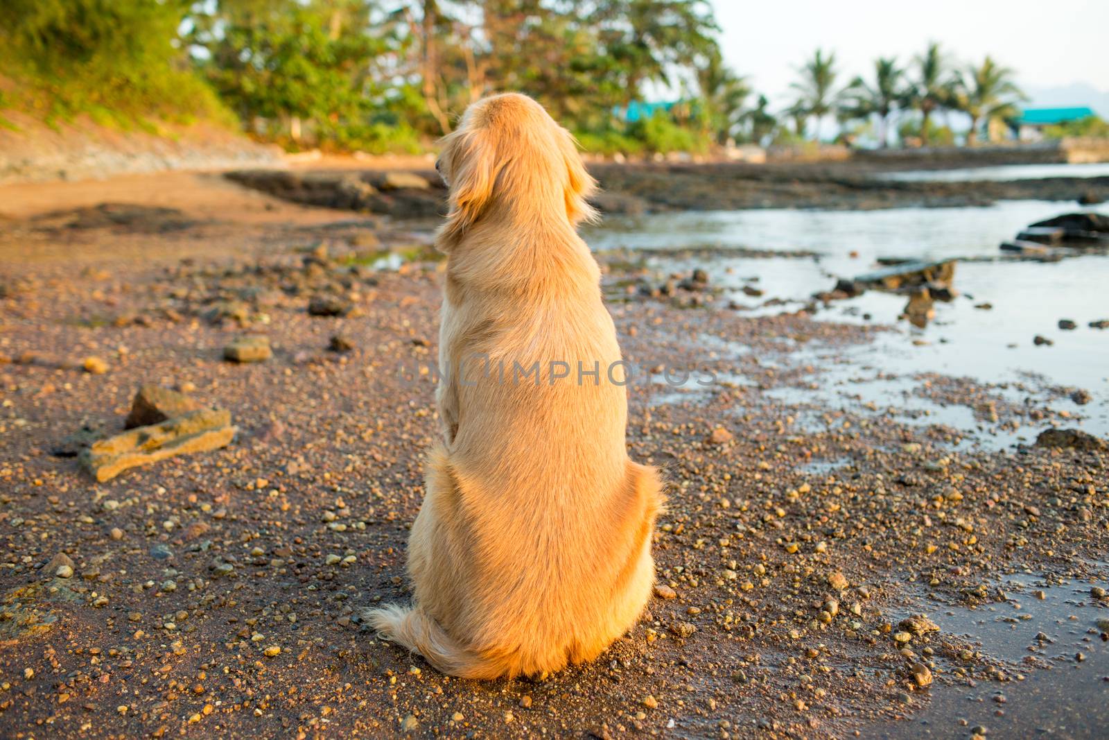 The happiness dog with sunset.