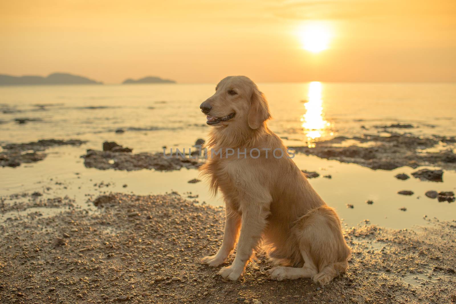 The happiness dog with sunset.